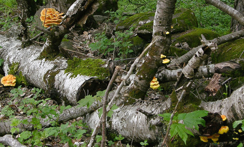 Laetiporus sulphureus(Bull.:Fr.)Murrill